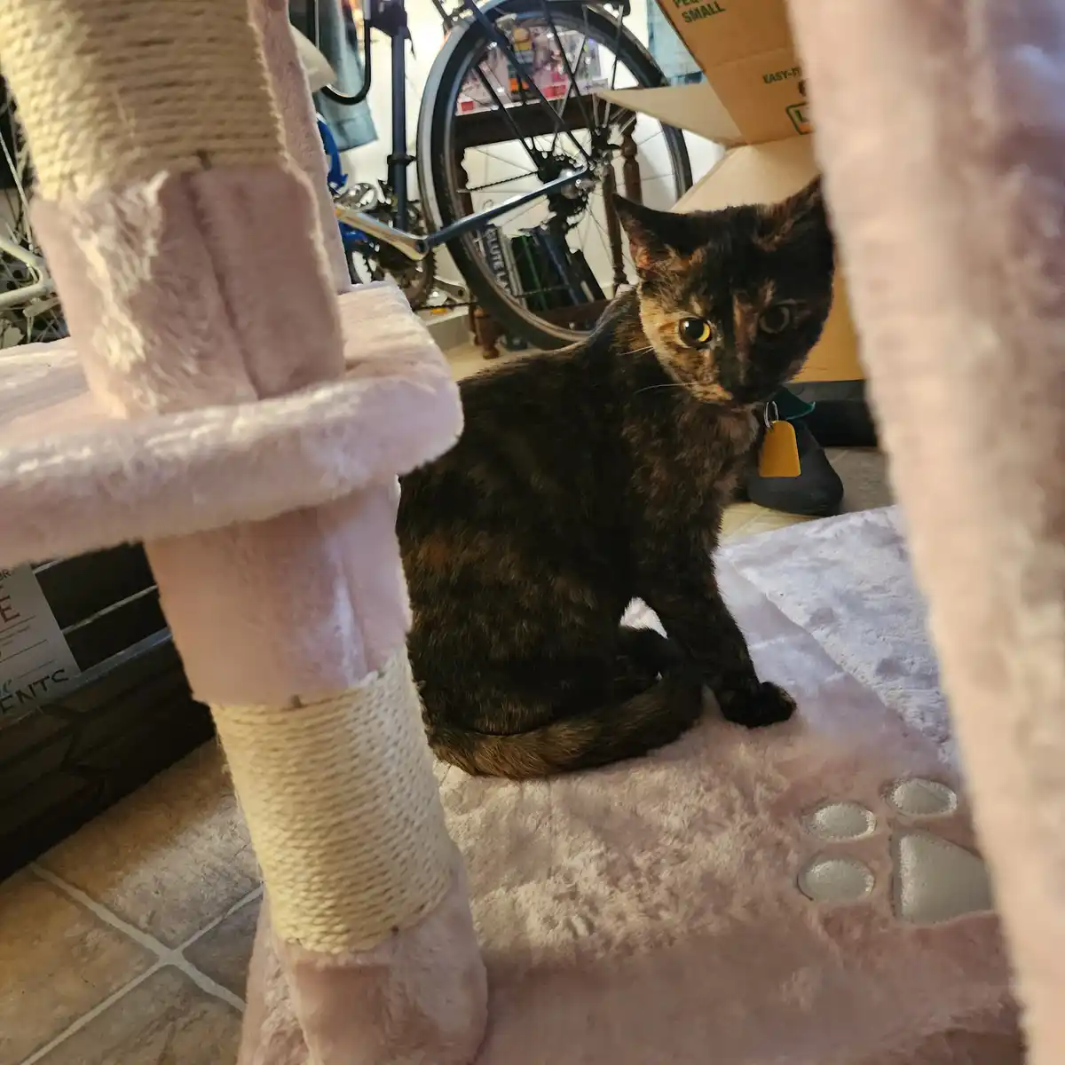A tortoiseshell cat sits on a pink, fluffy cat tree with a silver paw print design, looking directly at the camera with a…