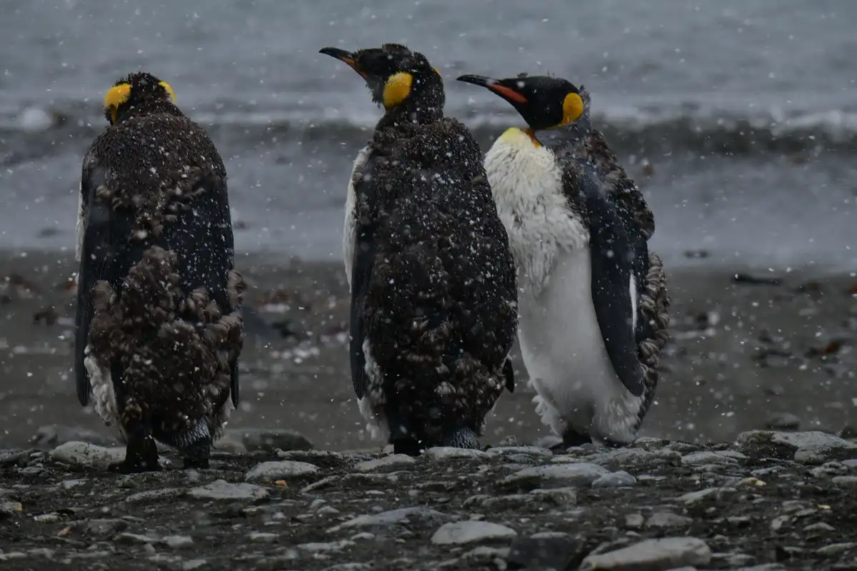 Three king penguins stand on a snowy, rocky beach with snow falling around them. The penguin on the right faces forward…