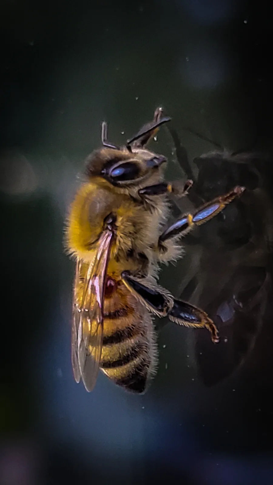A close-up photograph of a honey bee stuck on a glass surface, its body covered in yellow and black stripes, wings…
