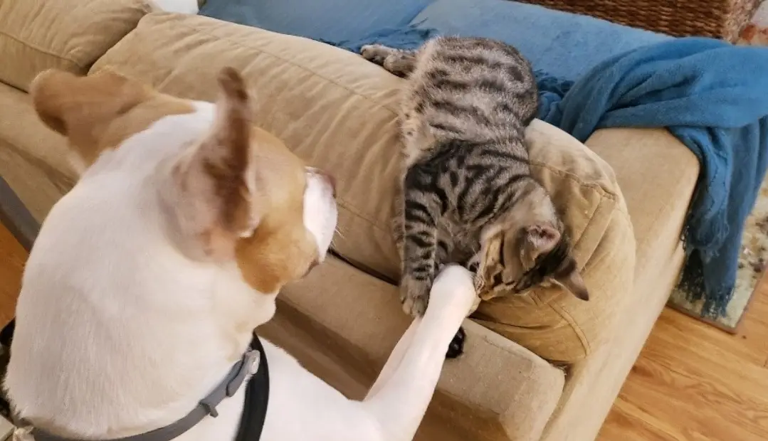 A white and tan dog wearing a harness extends its paw toward a tabby cat lounging on a beige couch. The cat, with striped…