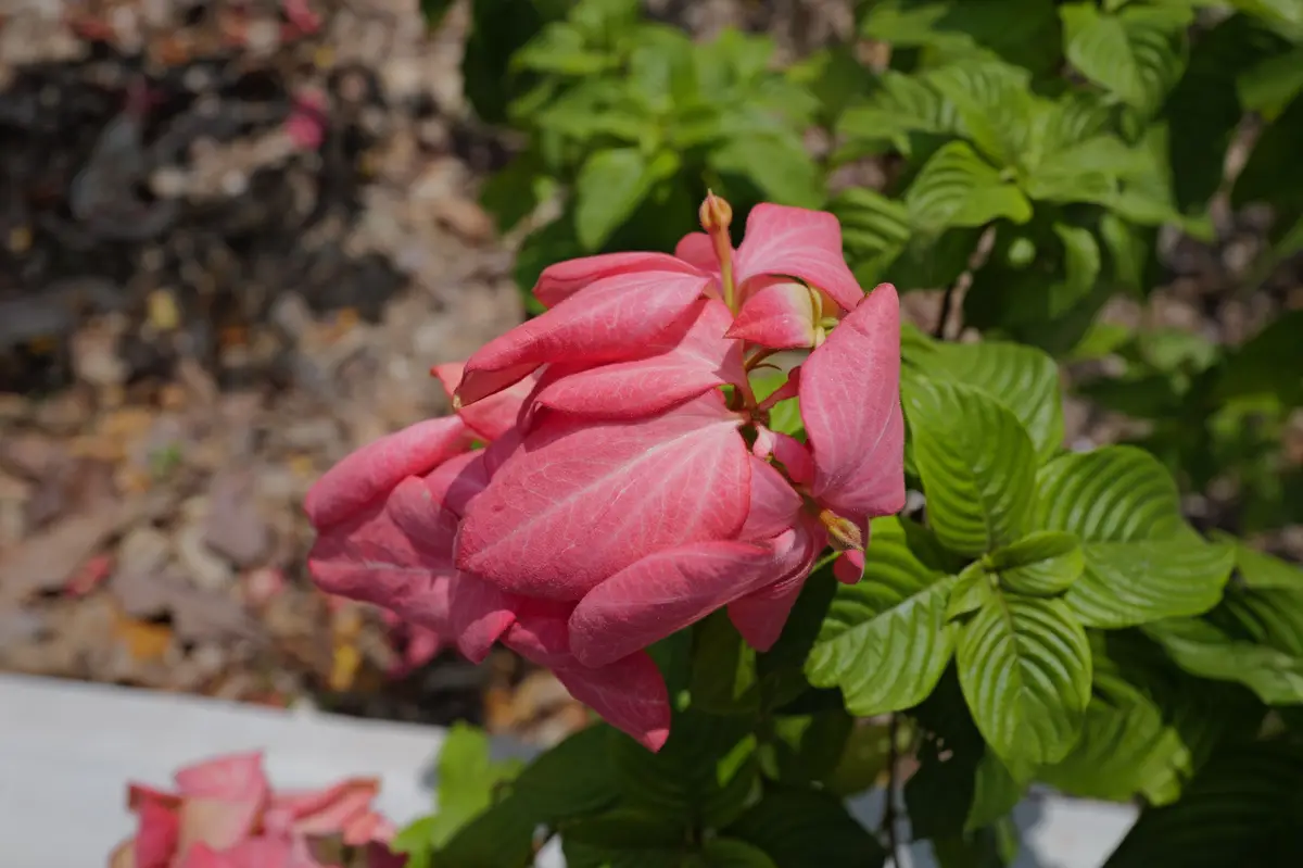 A close-up photo of a pink flower with large, leaf-like bracts surrounded by green foliage, overlaid with the text 'i'm not…