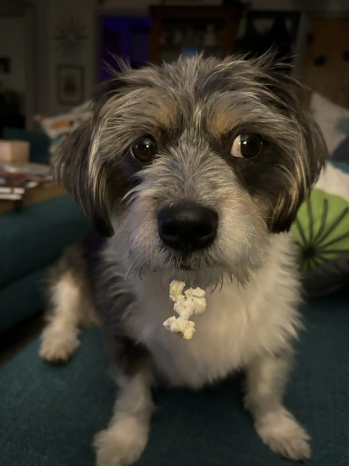 A small, shaggy dog with gray, black, and white fur sits on a teal couch, looking directly at the camera with a piece of…