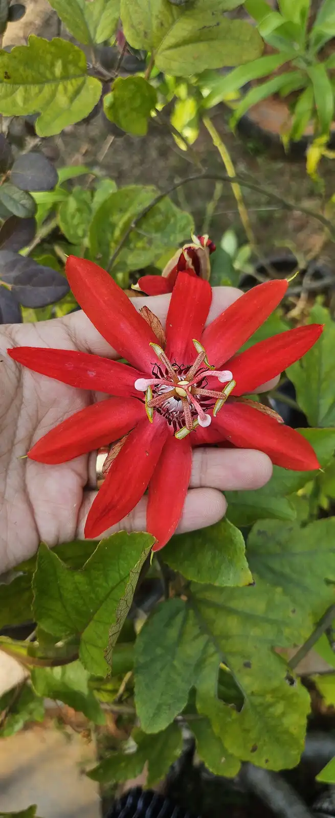A hand gently holds a vibrant red passionflower with intricate, detailed reproductive parts, surrounded by lush green…