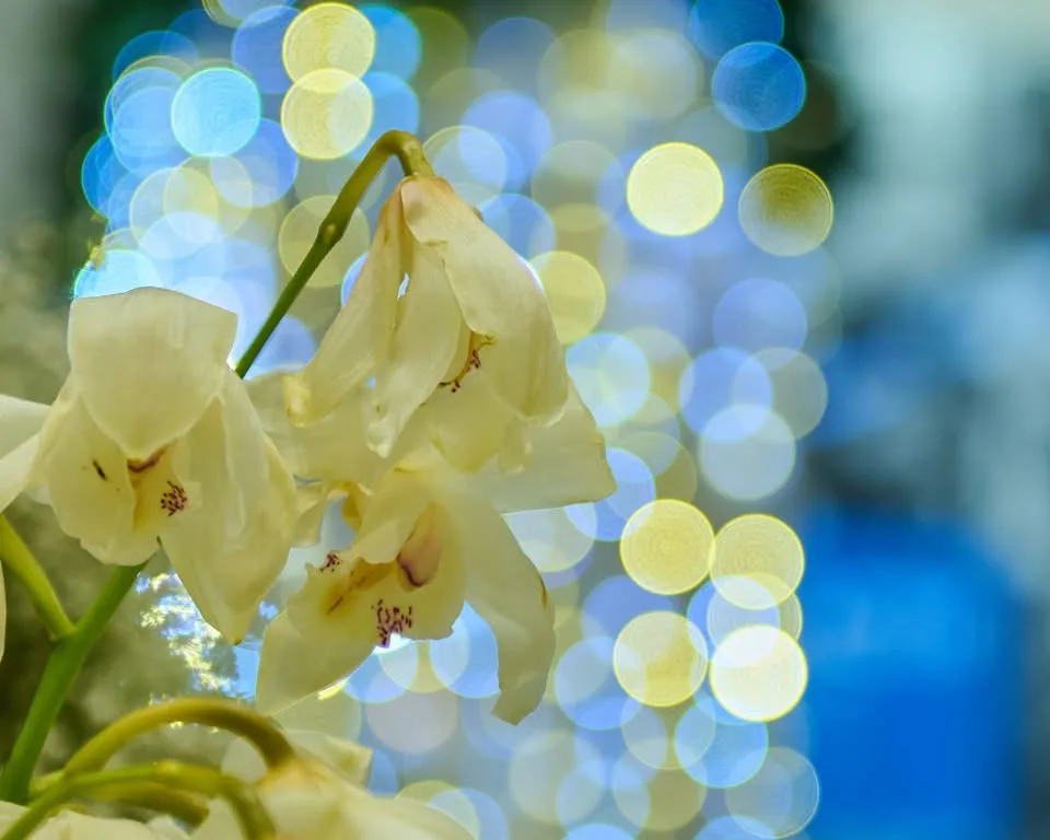 A Beautiful Array of Blooms