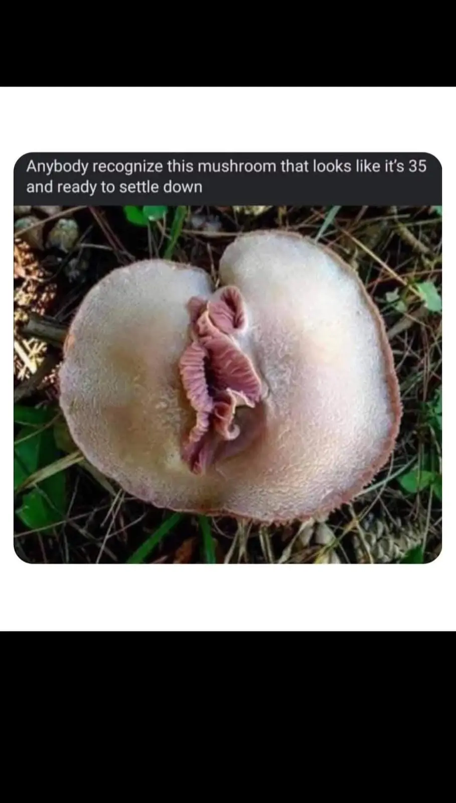 A close-up photo of a mushroom with a light-colored cap and a pinkish, ruffled gill structure visible at its center…