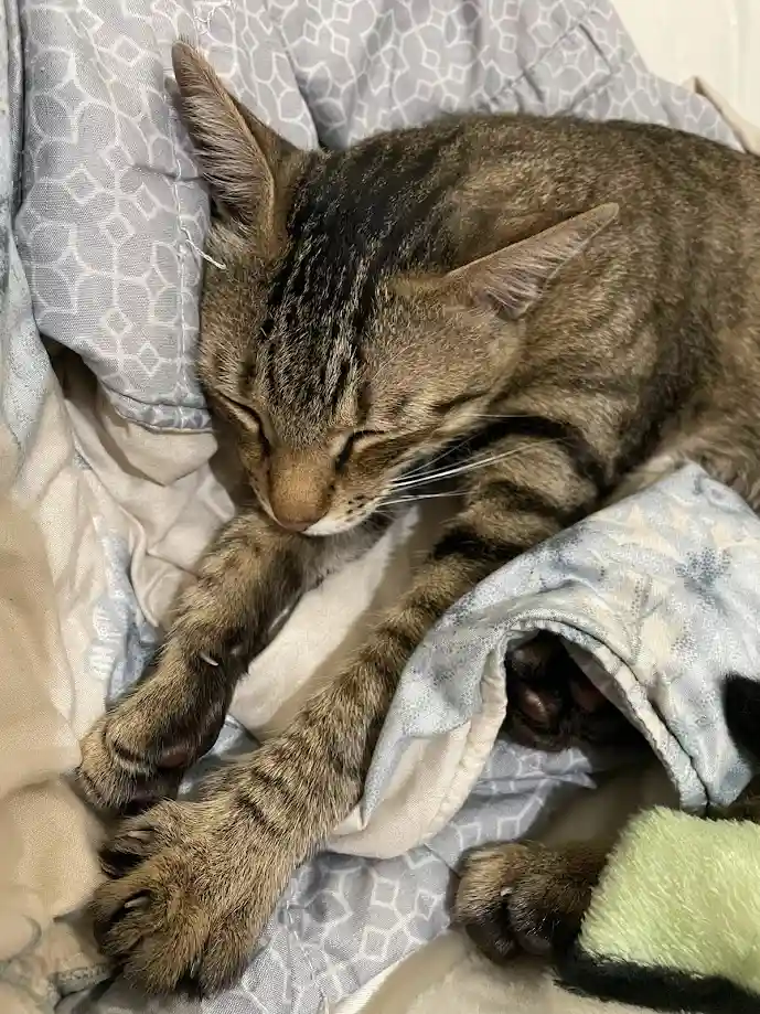 A tabby cat is curled up asleep on a patterned blanket, with its front paws stretched out and one hind paw peeking out from…