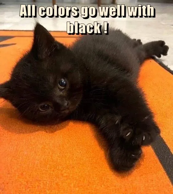 A small black kitten lies on its side on a bright orange rug, looking directly at the camera with wide eyes. The text…