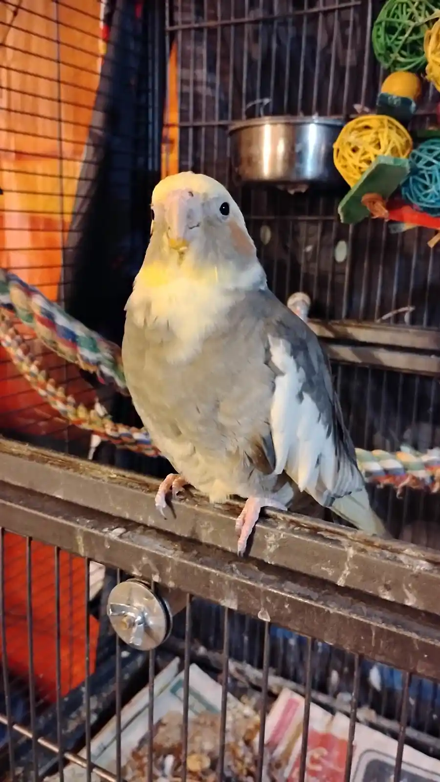 A light-colored cockatiel perches on the top bar of its metal cage, looking directly at the camera with a slightly smug or…