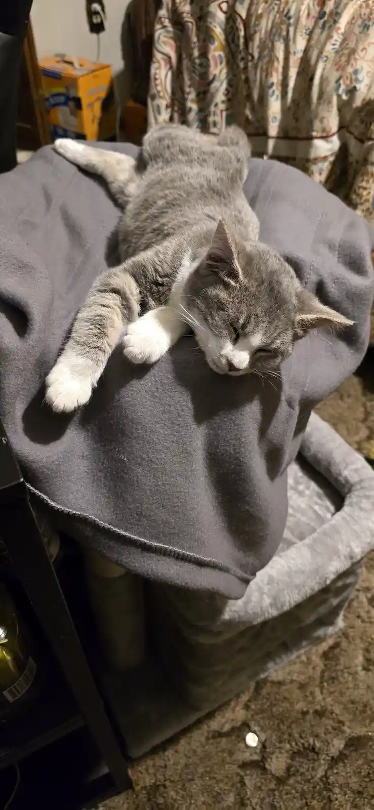 A gray and white cat is sleeping soundly on its back atop a gray pet bed, paws stretched out, eyes closed. The overlaid text…