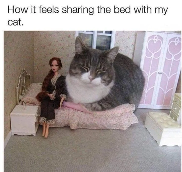 A large gray and white tabby cat is sprawled across a small doll-sized bed, occupying nearly the entire surface. Beside the…