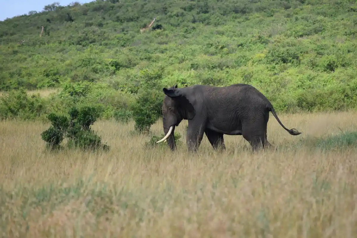 The Mighty Elephant: Nature's Wonder