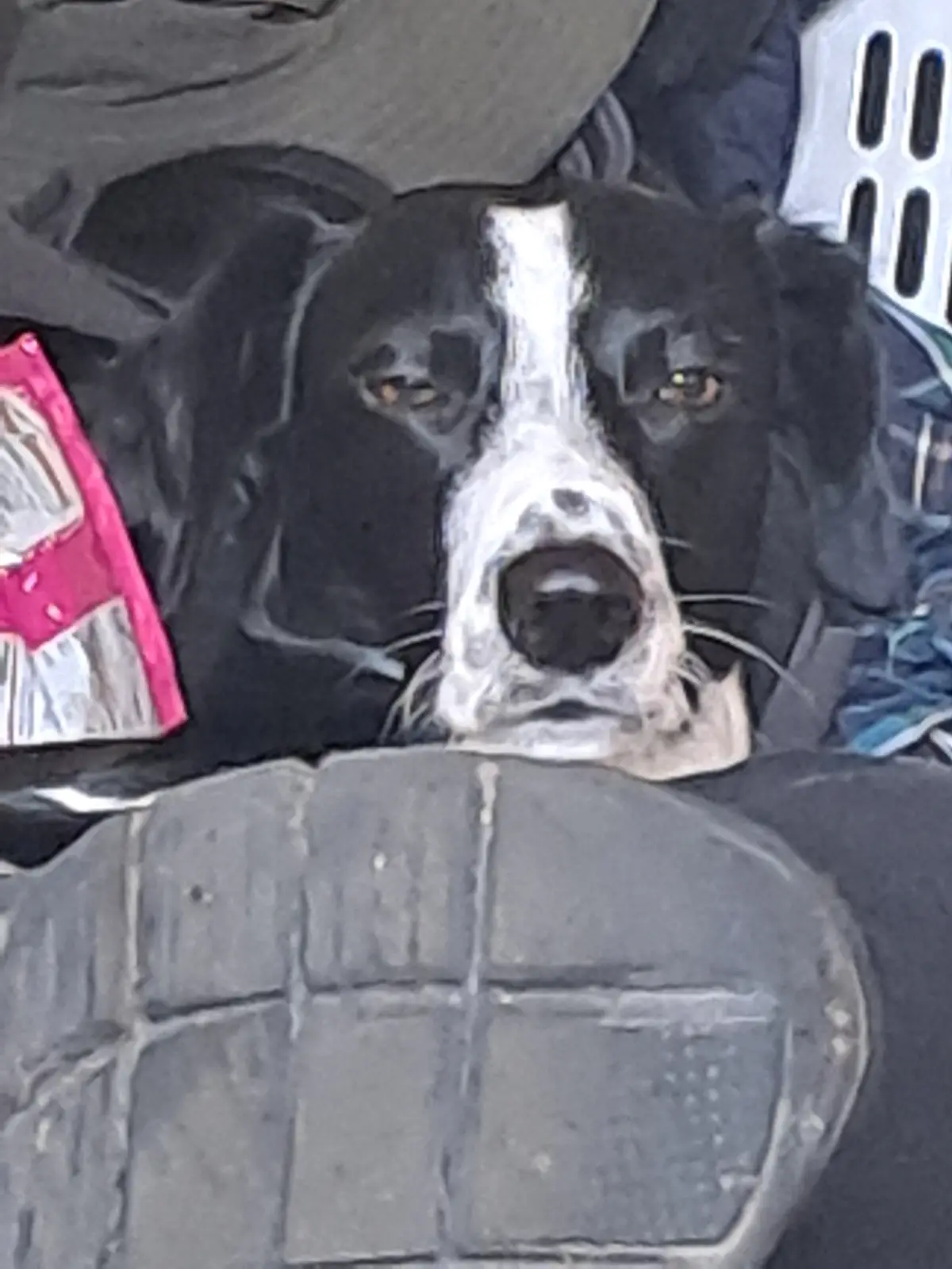 A black-and-white dog with a white stripe down its face and a slightly open mouth is lying on a dark, textured surface…