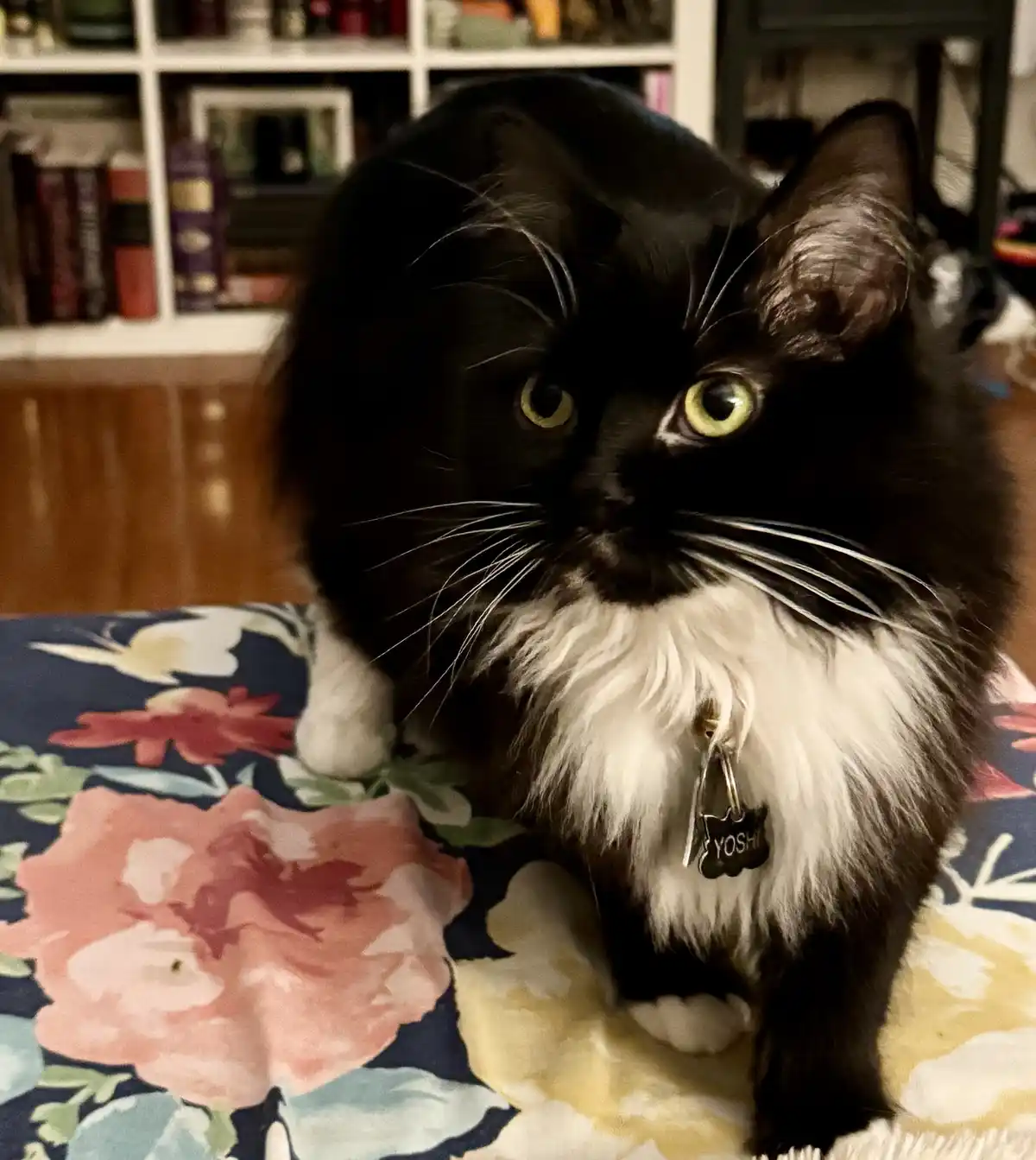 A fluffy black and white cat with bright green eyes and a white chest is sitting on a floral-patterned blanket. The cat…