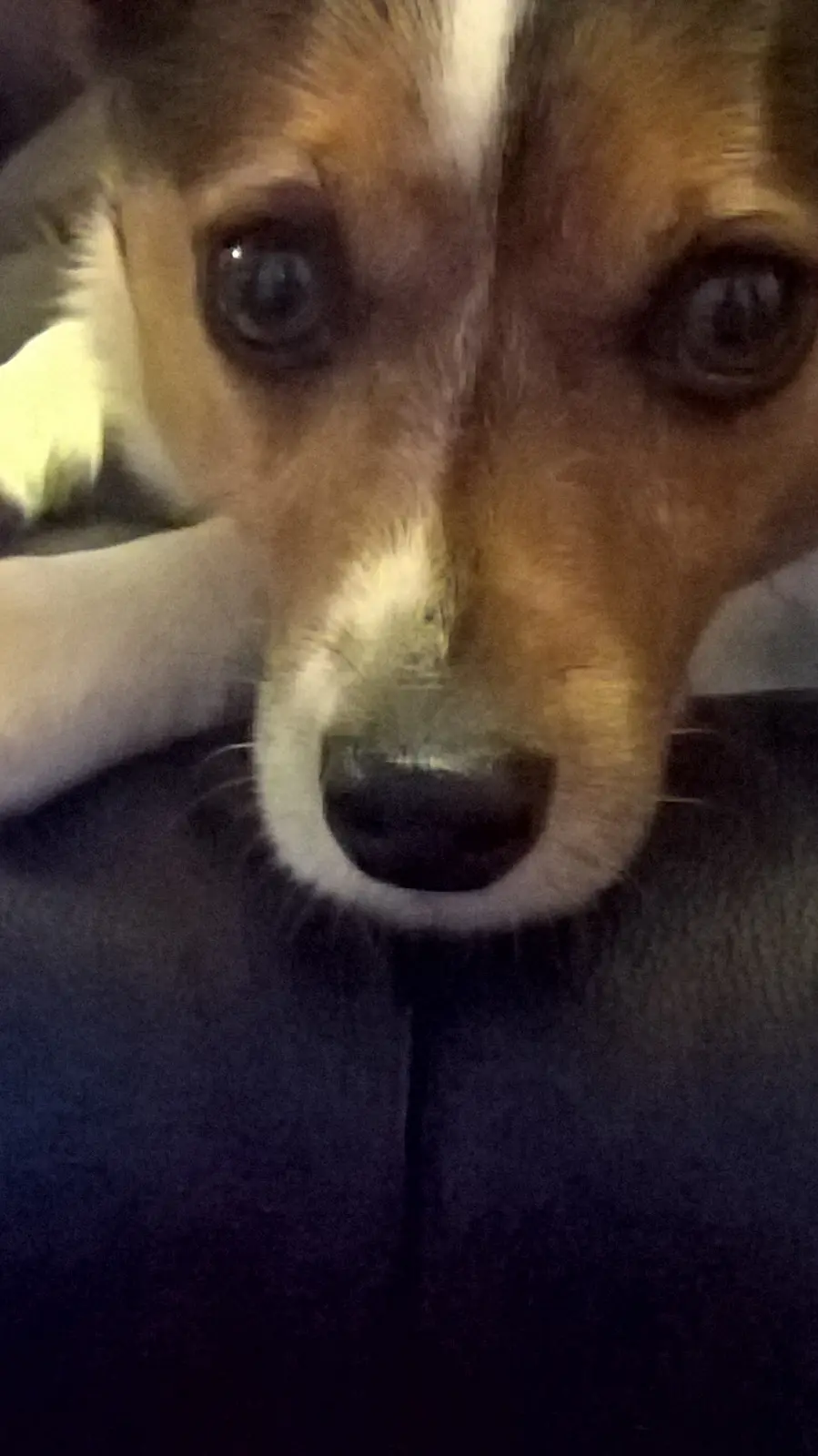 A close-up photo of a brown and white dog with large, expressive eyes looking directly at the camera, its nose and muzzle…
