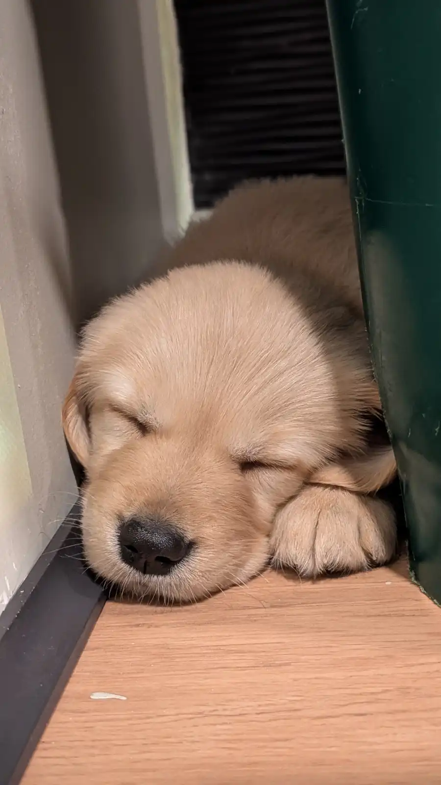 A small, light-brown puppy with closed eyes is sleeping peacefully on a wooden floor, nestled between a wall and a dark…