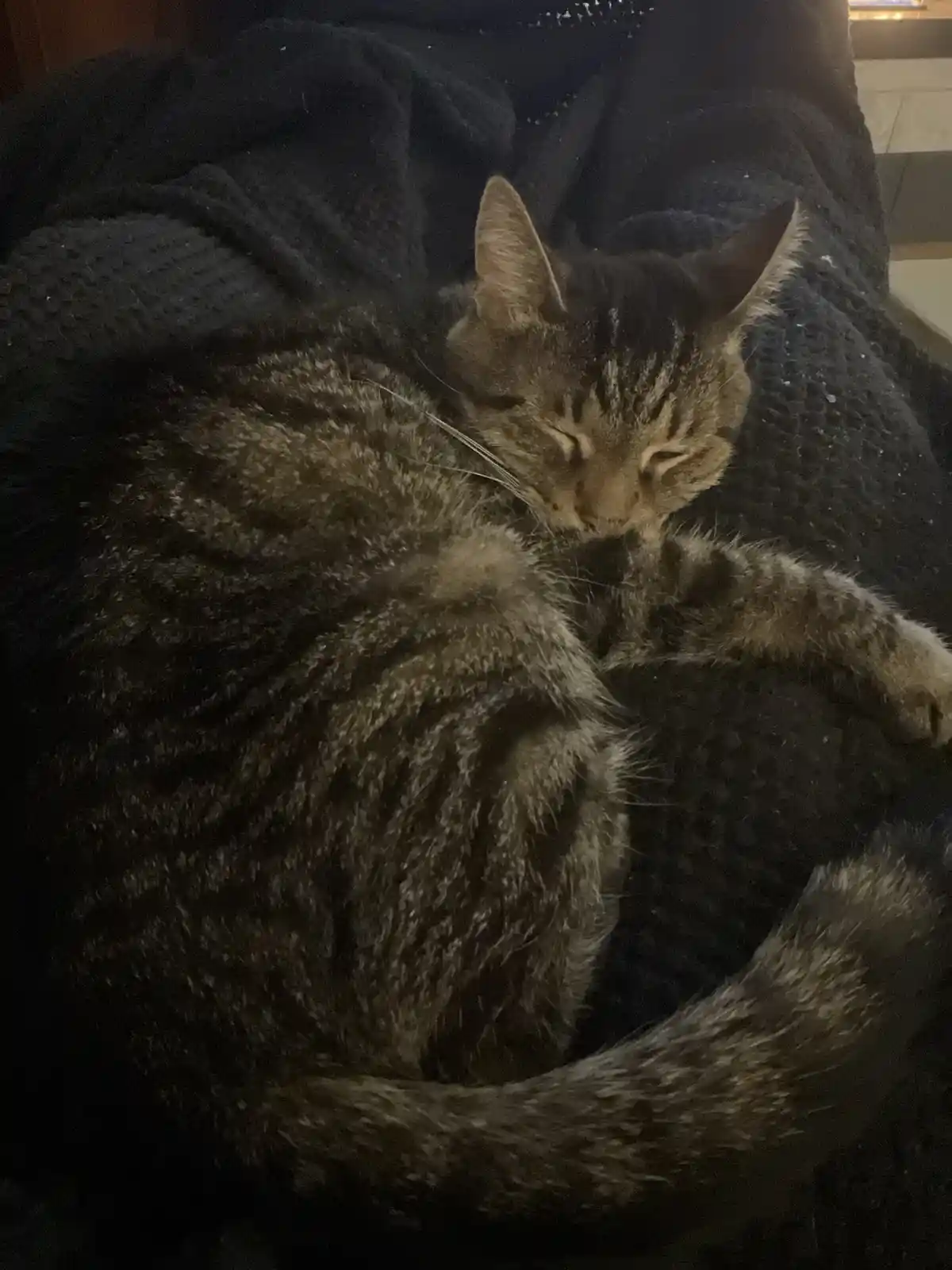 A tabby cat with dark stripes is curled up asleep on a dark, textured blanket, its eyes closed and one paw resting near its…