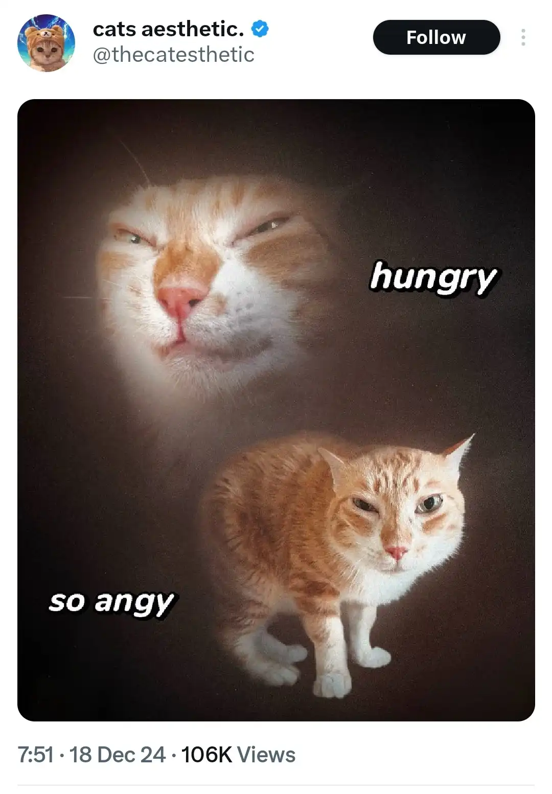 The image shows two photos of the same orange tabby cat. The top photo is a close-up of the cat's face with narrowed eyes…