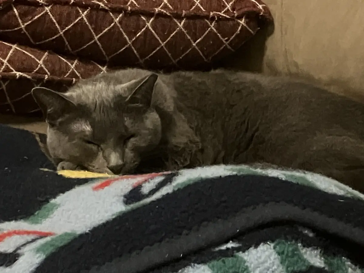 A gray cat is sleeping peacefully on a colorful blanket, with a brown patterned cushion behind it. The overlaid text reads…