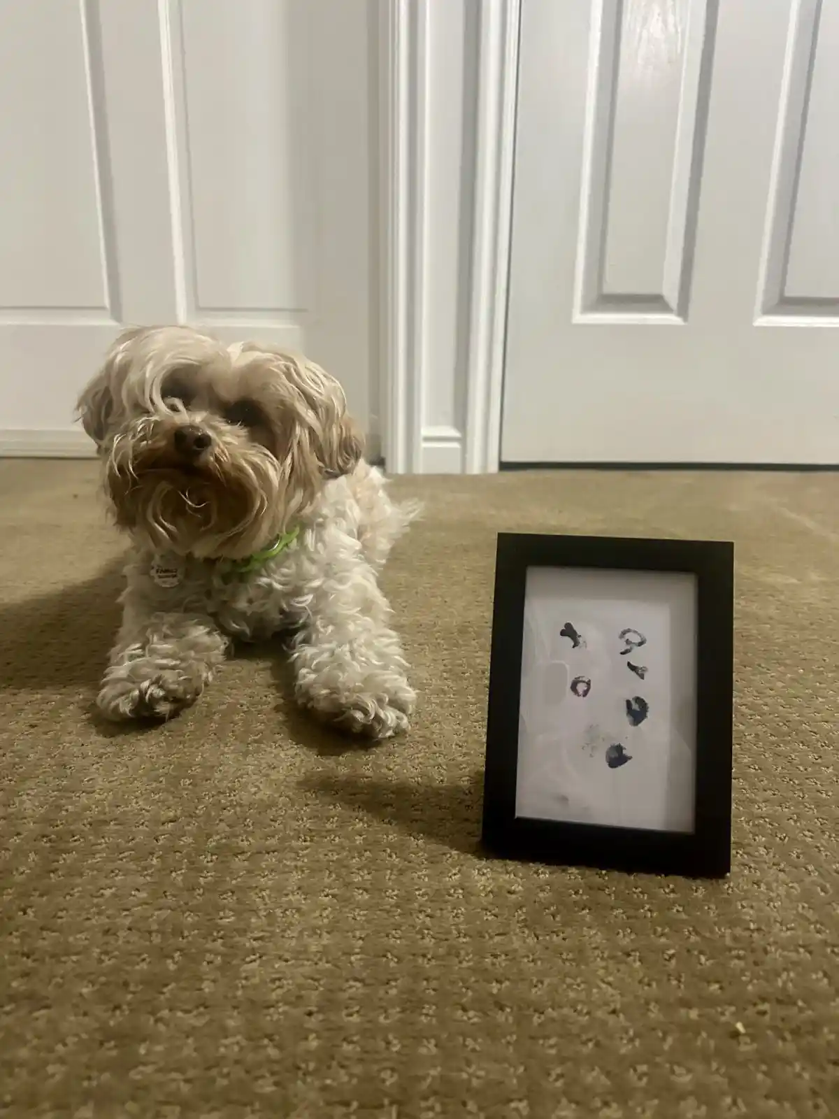 A small, fluffy, light-colored dog with a green collar sits on a beige carpet next to a black picture frame. Inside the…
