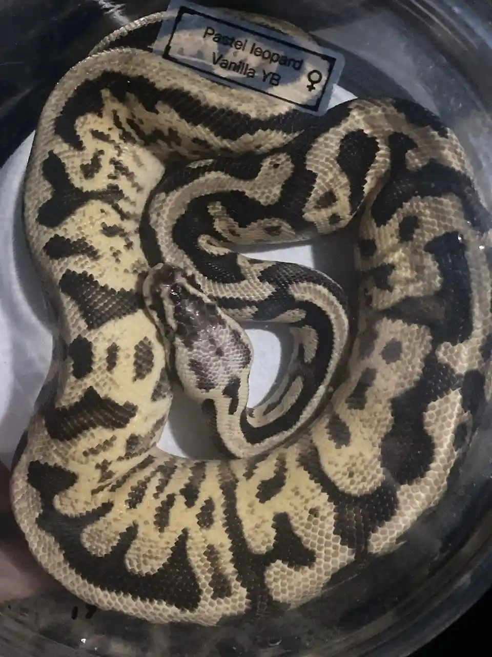 A coiled pastel leopard python with cream and black patterns rests in a clear container, with a label identifying it as…
