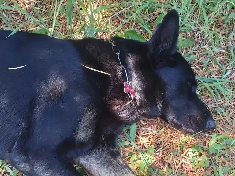 A black dog with a red bone-shaped tag reading 'DONNER' lies peacefully on grass and pine needles, with a small green leaf…