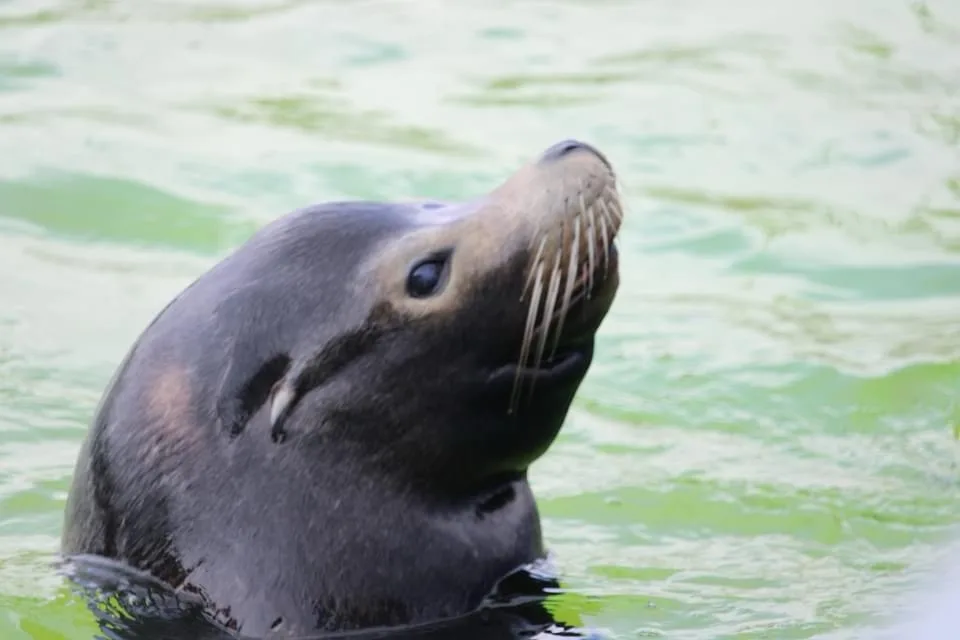 A close-up of a sea lion's head emerging from greenish water, looking upward with a seemingly innocent or slightly…