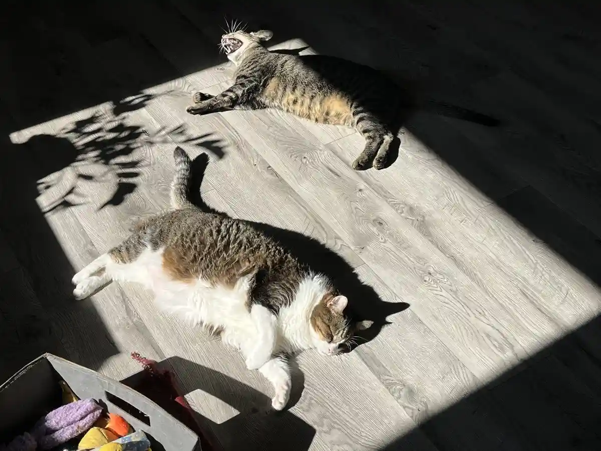 Two cats are lounging in a patch of sunlight on a light wood floor; one is yawning widely while the other sleeps peacefully…