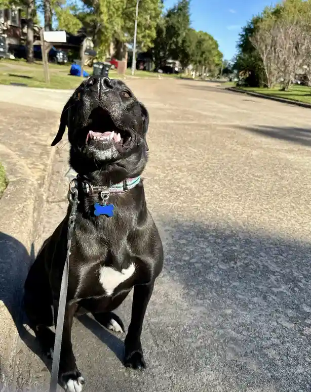 A black dog with a white heart-shaped patch on its chest sits on a sidewalk, looking upward with its mouth open in an…