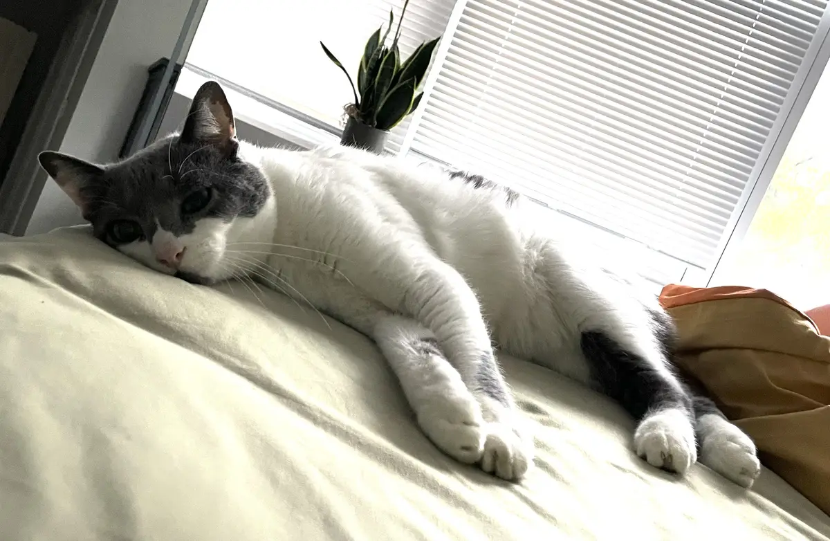 A gray and white cat is lying on its side on a bed, looking relaxed and slightly sleepy, with sunlight streaming through…