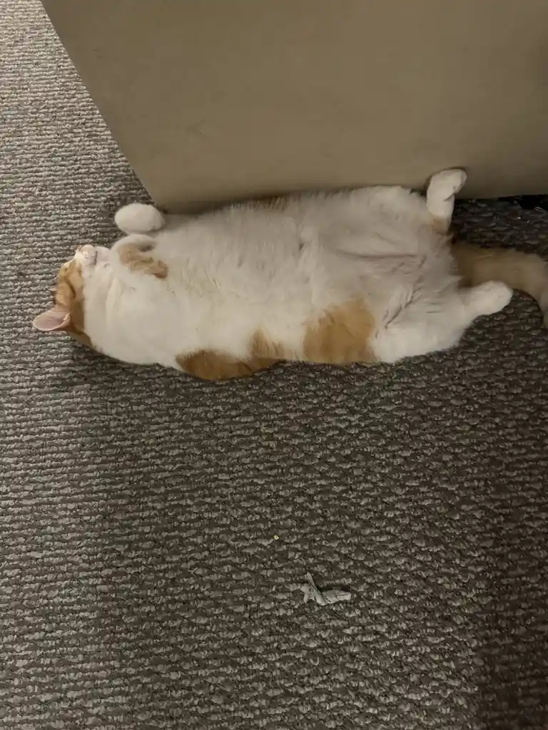 Adorable Fuzzy Belly Alert!
