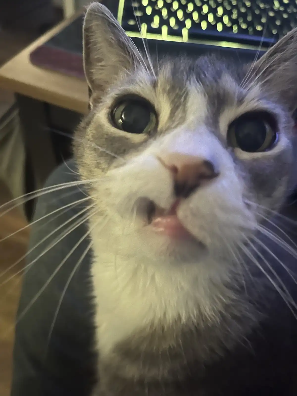Missed Cake Day? Enjoy This Caturday Post Instead!