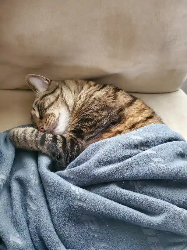 A tabby cat with brown and black stripes is curled up asleep on a beige couch, partially covered by a blue blanket. Its…