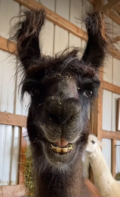 A close-up photo of a dark brown llama with its ears perked up and hay particles stuck to its face, looking directly at the…