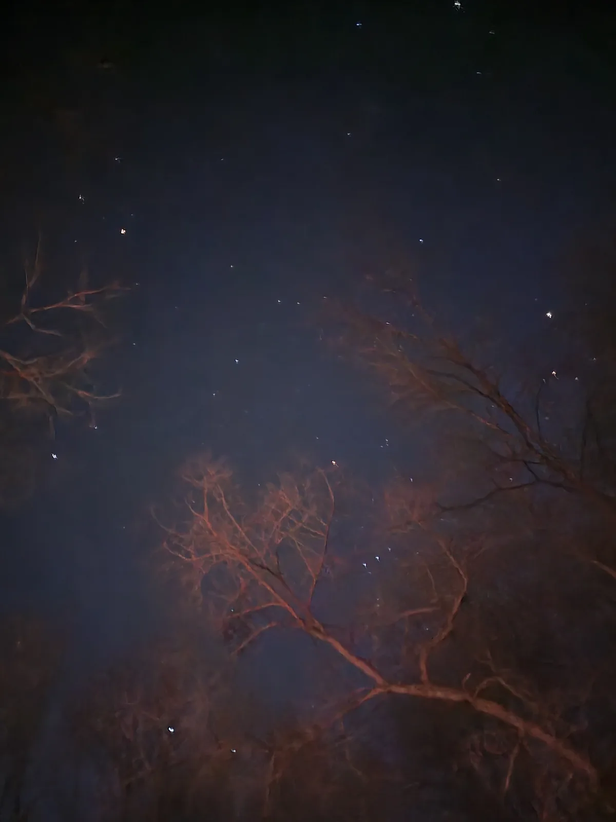 A dark, nighttime photo shows the reflection of bare tree branches in water, illuminated by a reddish-orange light source…