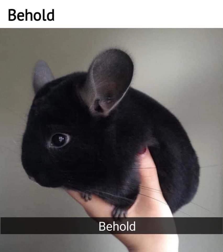 A close-up photo shows a small, fluffy black chinchilla being gently held in a person's hand, with its large, dark eyes and…