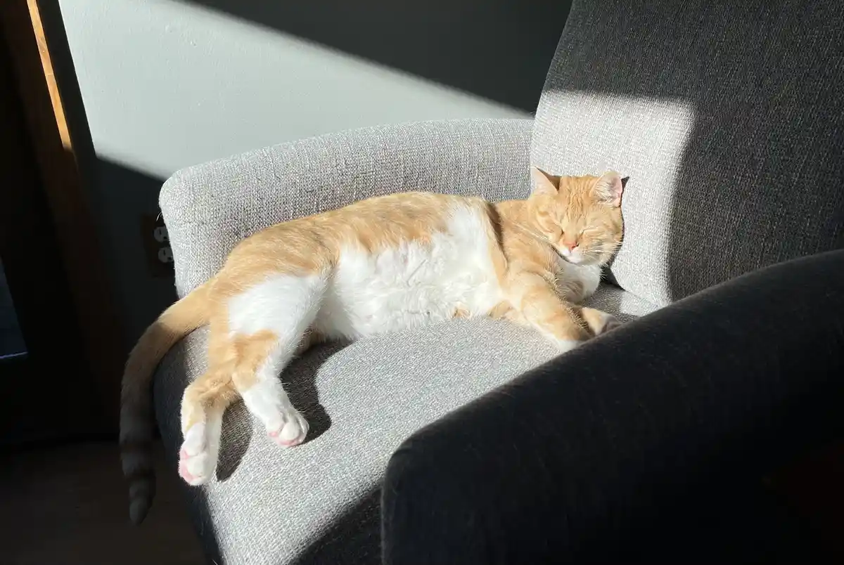 Kevin the Beefy Guy Soaking Up the Caturday Sunshine