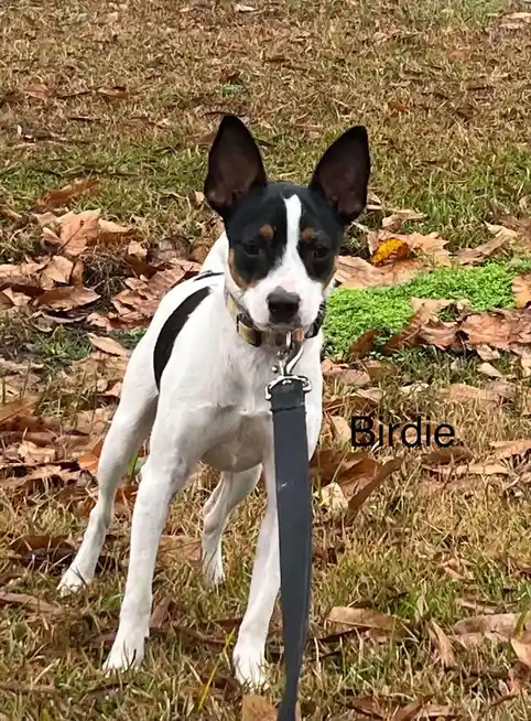 A black and white dog with large upright ears and a tan marking on its face stands in a grassy area covered with brown…