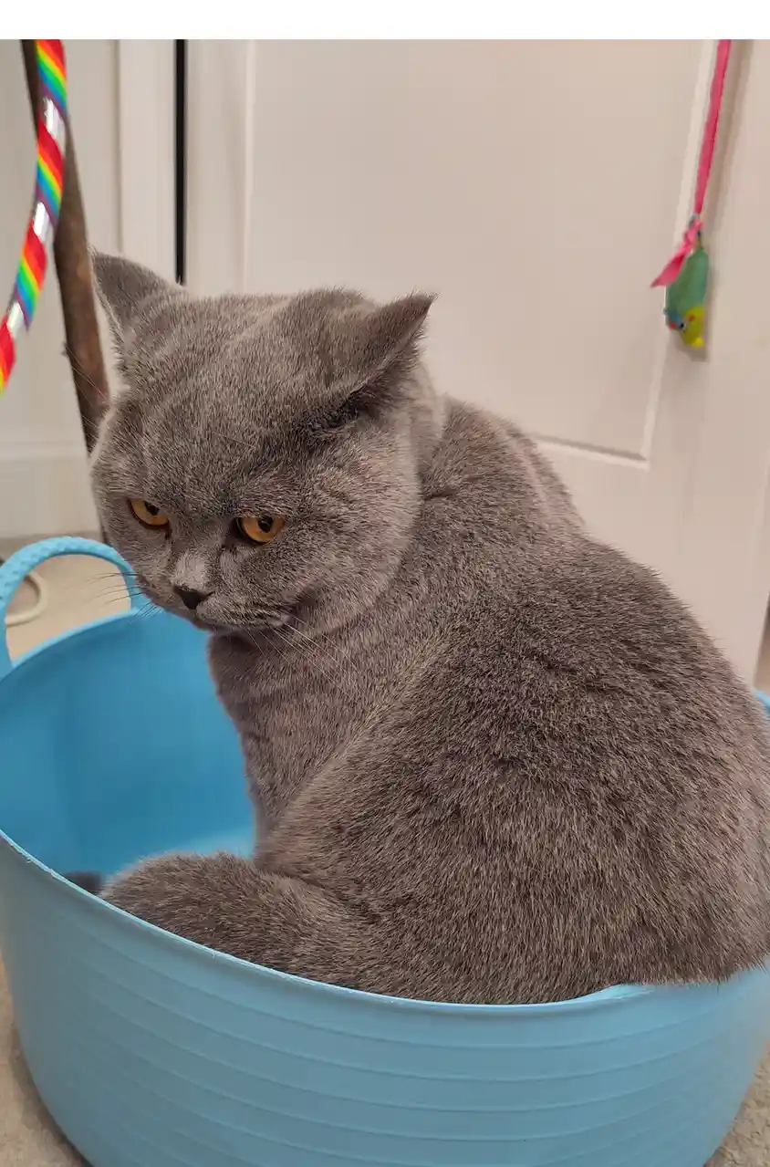 A gray British Shorthair cat with orange eyes sits inside a light blue plastic tub, looking down with a visibly displeased…
