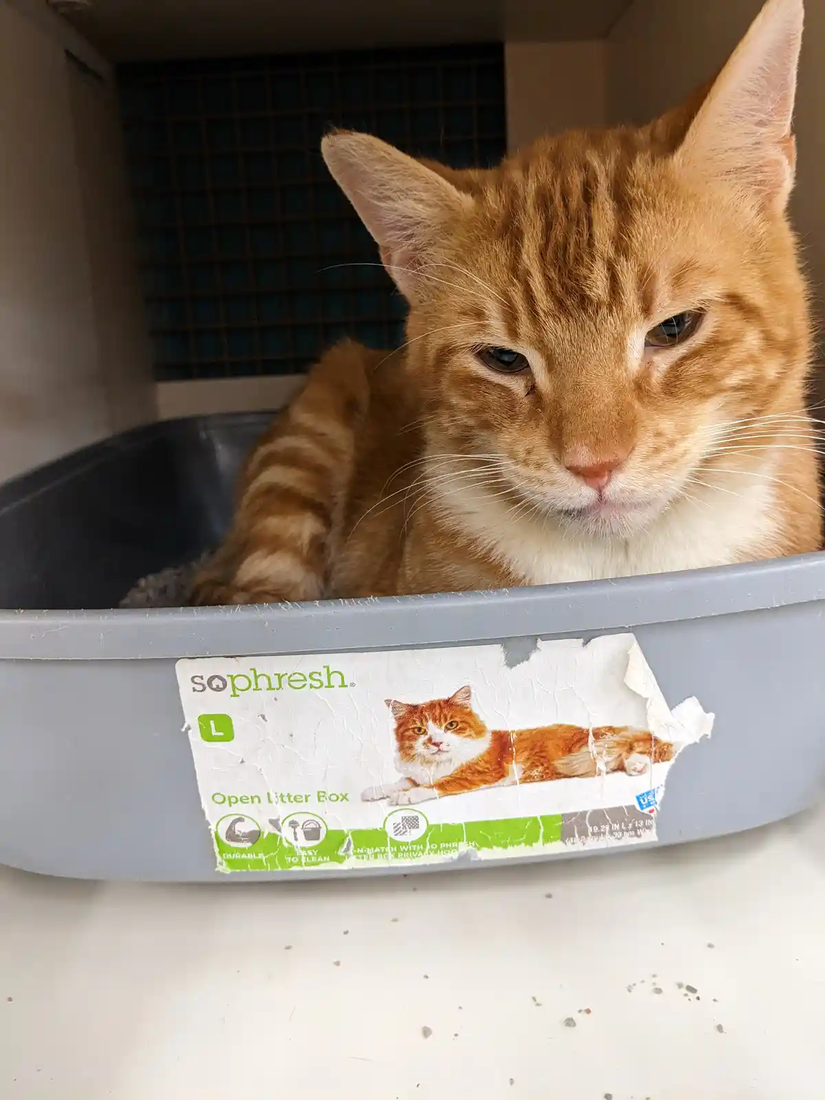 An orange tabby cat with a white chest sits inside a gray 'sophresh' open litter box, looking directly at the camera with a…