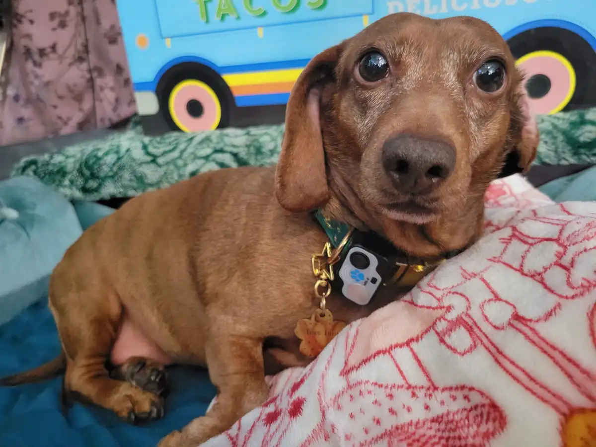 A brown dachshund with large, pleading eyes sits on a bed covered with blankets, wearing a collar with a tag that reads…