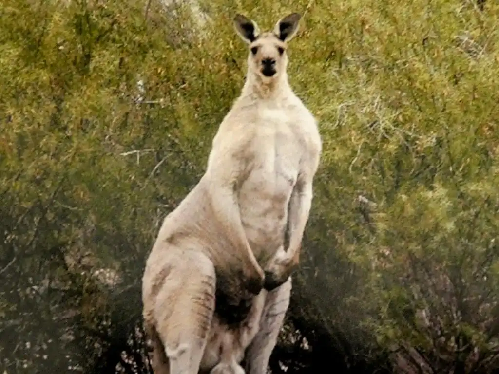 Forget Your Fears: The Roo is Coming for You!