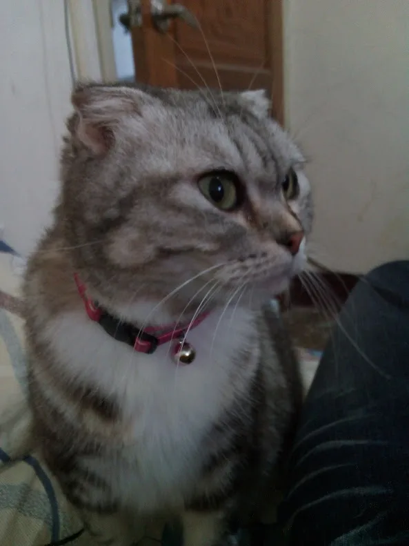 A close-up photo of a gray tabby cat with a white chest and pink collar, looking off to the side with a serious, slightly…