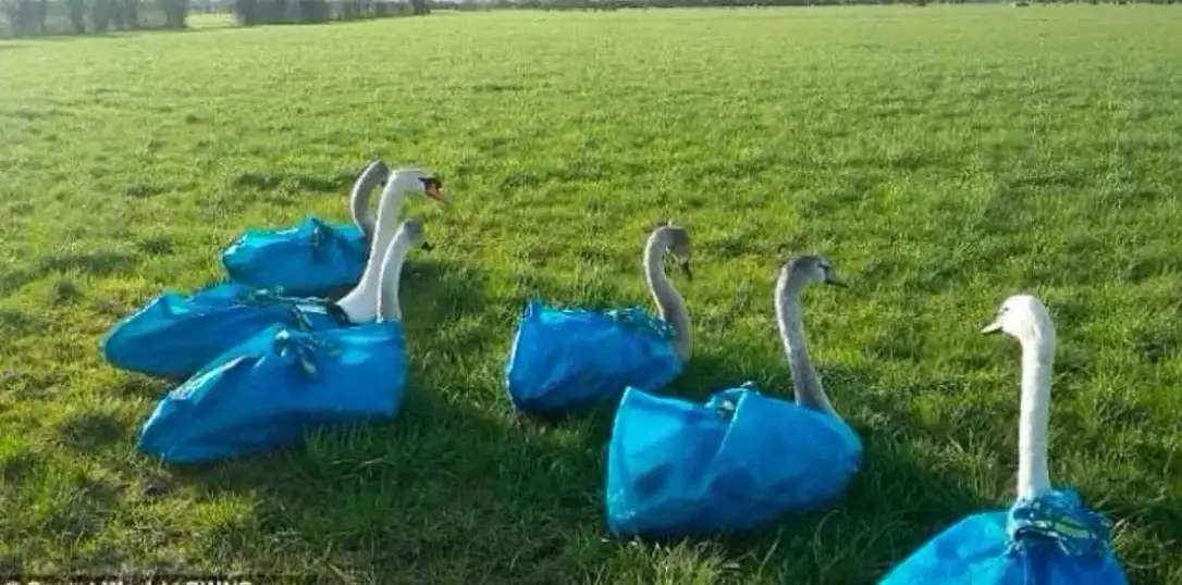 Several swans are sitting in a grassy field, each partially covered by a large blue tarpaulin that drapes over their bodies…