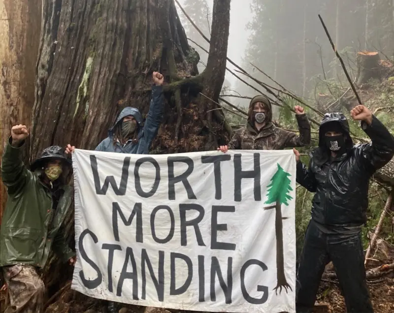 Four people in rain gear and face masks stand in a misty forest beside a massive tree, holding a white banner that reads…