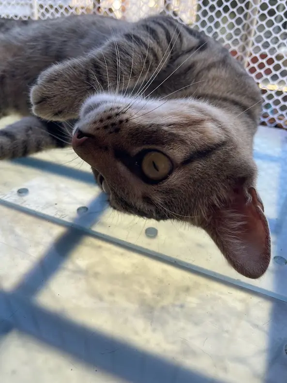A gray tabby cat lies on its back on a glass surface, looking up at the camera with one eye wide open and the other…