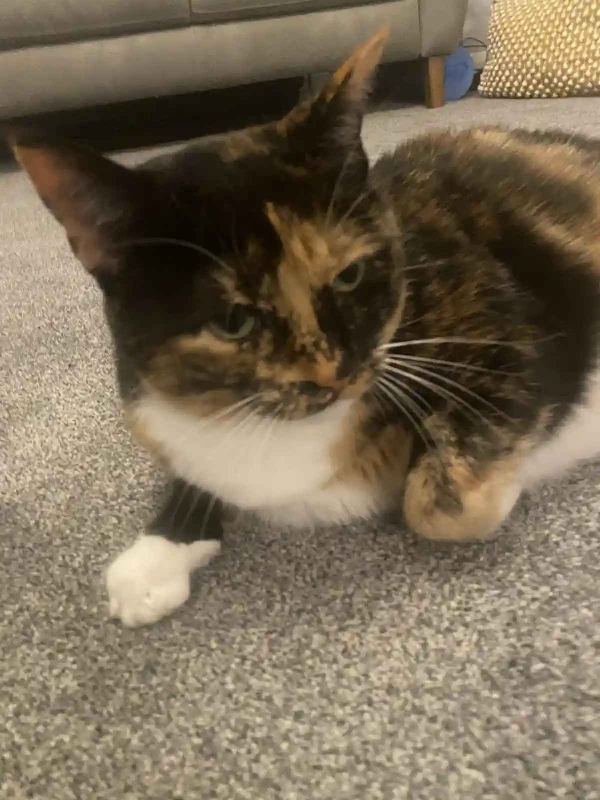 A calico cat with black, orange, and white fur sits on a gray carpet, looking directly at the camera with a bored or…