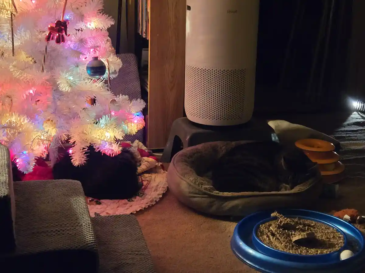 A cozy indoor scene features two black cats resting—one curled up in a plush bed near a white Christmas tree with colorful…
