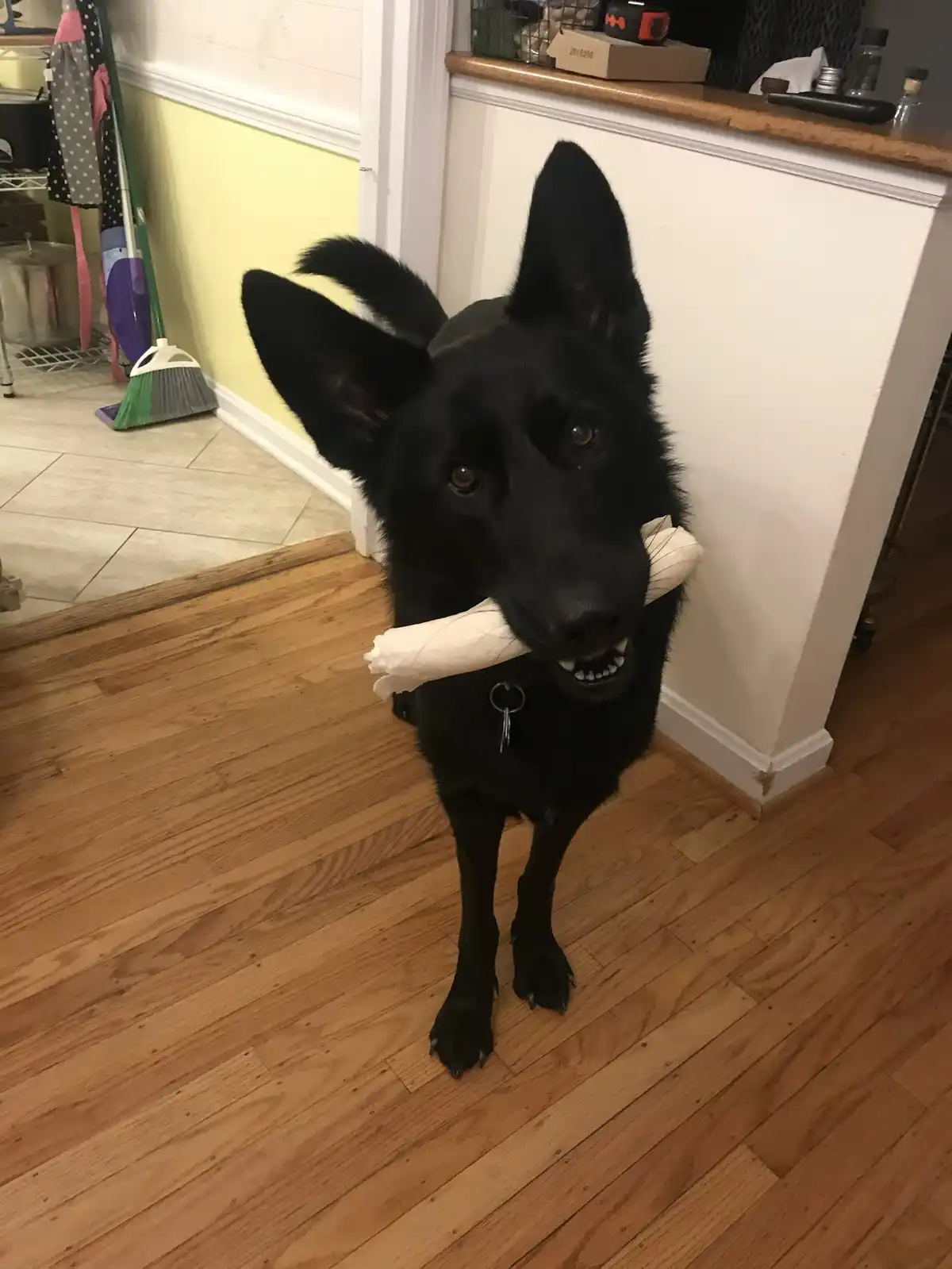 A black dog with pointed ears and a collar stands on a wooden floor, holding a rolled-up white paper towel in its mouth. The…