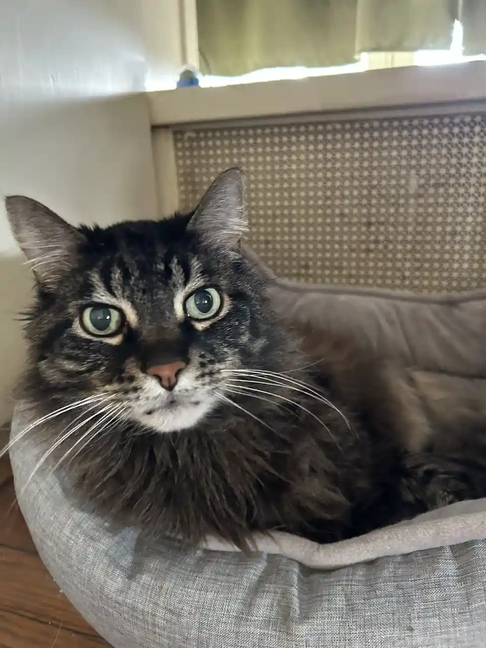 A long-haired tabby cat with striking green eyes sits alertly in a grey fabric pet bed, looking directly at the camera with…