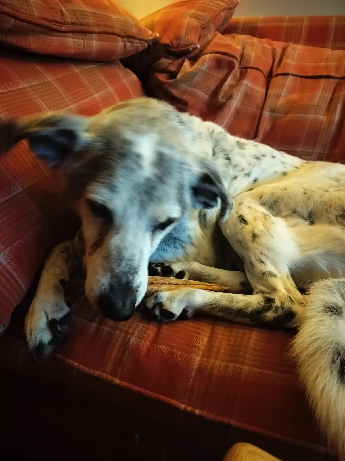 A dappled gray and white dog is curled up asleep on a red plaid couch, its head resting on its paws. The dog appears very…